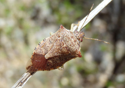 Podisus maculiventris; Spined Soldier Bug 
