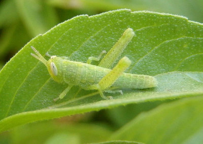 Schistocerca Bird Grasshopper species nymph