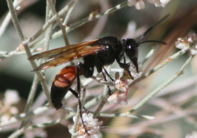Sphex tepanecus; Thread-waisted Wasp species