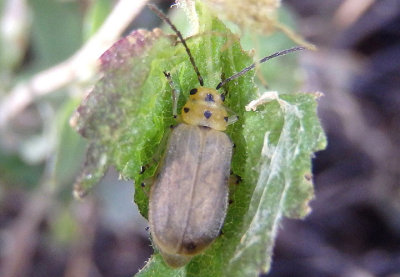 Trirhabda schwarzi; Skeletonizing Leaf Beetle species