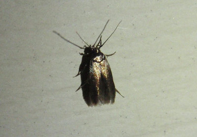 1562-1577 - Periploca Cosmet Moth species