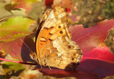 Euptoieta claudia; Variegated Fritillary