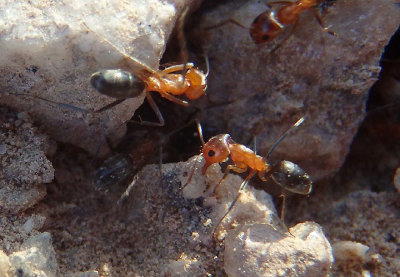 Dorymyrmex bicolor; Bi-colored Pyramid Ants