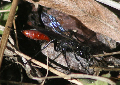Podalonia Cutworm Wasp species; female