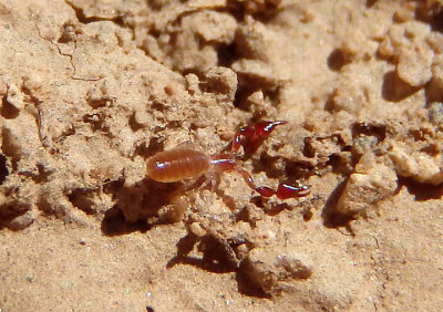 Pseudoscorpiones Pseudoscorpion species