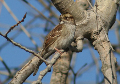 White-throated Sparrow; juvenile