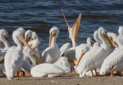 American White Pelicans; basic