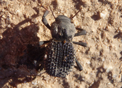 Asbolus verrucosus; Darkling Beetle species