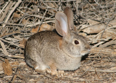 Desert Cottontail