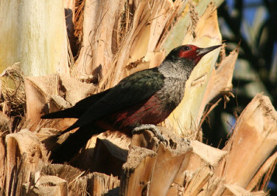 Lewis's Woodpecker