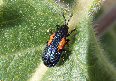 Microrhopala rubrolineata; Leaf Beetle species 