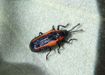 Microrhopala rubrolineata; Leaf Beetle species
