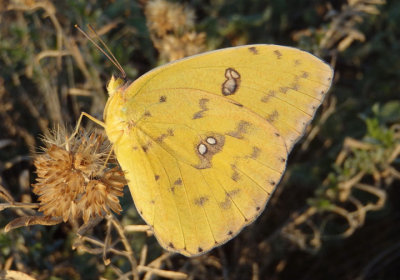 Phoebis sennae; Cloudless Sulphur; female