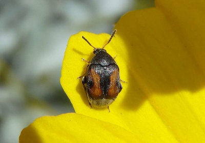 Stator limbatus; Seed Beetle species