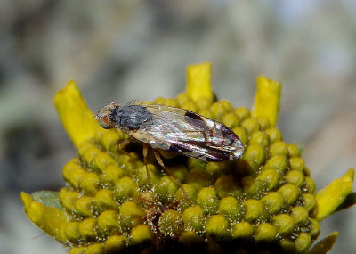 Trupanea nigricornis; Fruit Fly species
