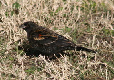 Red-winged Blackbird; winter male