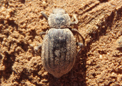 Stenomorpha hispidula; Darkling Beetle species