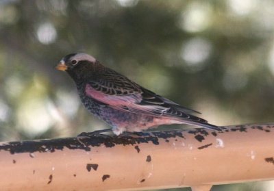 Black Rosy-Finch; male 