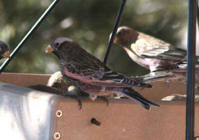 Black Rosy-Finch; male