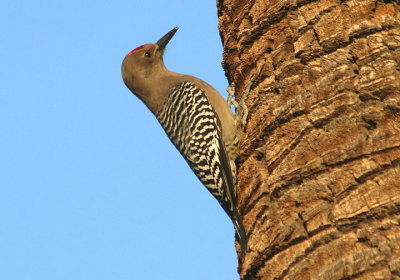Gila Woodpecker; male