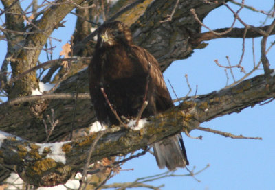 Rough-legged Hawk; juvenile dark morph