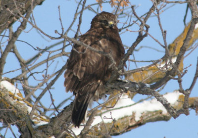 Rough-legged Hawk; juvenile dark morph 