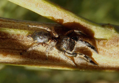 Habronattus tranquillus; Jumping Spider species