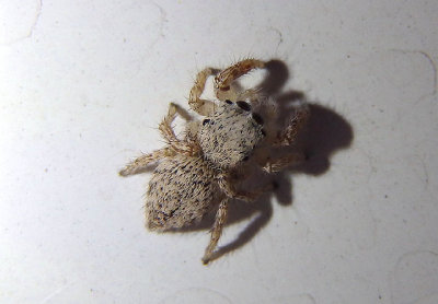 Habronattus signatus; Jumping Spider species