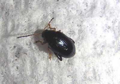 Psylliodes Flea Beetle species