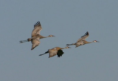 Sandhill Cranes; juvenile and adults