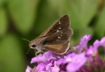 Lerodea eufala; Eufala Skipper