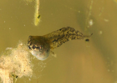 Gray/Cope's Tree Frog tadpole