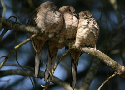 Inca Doves