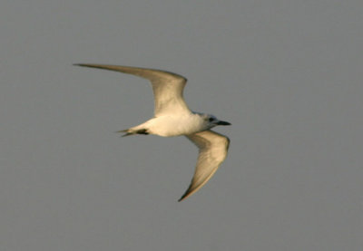 Gull-billed Tern; basic