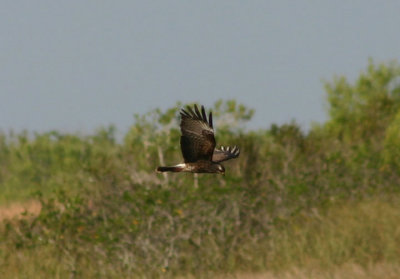 Snail Kite; female