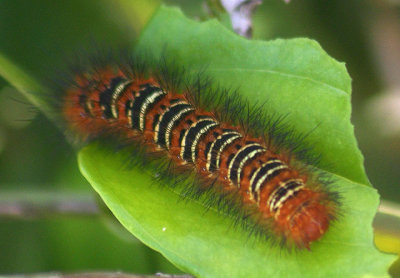 8130 - Seirarctia echo; Echo Moth caterpillar