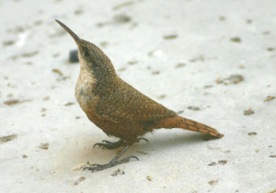Canyon Wren