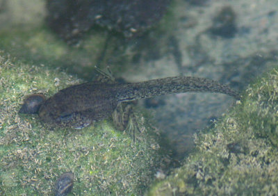 Leopard Frog species tadpole