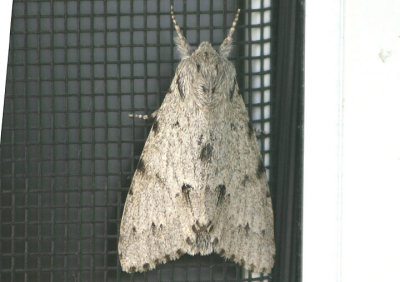 9205 - Acronicta lepusculina; Cottonwood Dagger Moth