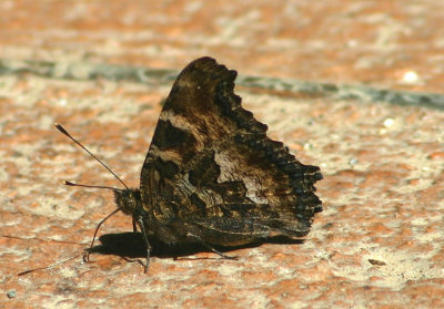 Nymphalis californica; California Tortoiseshell