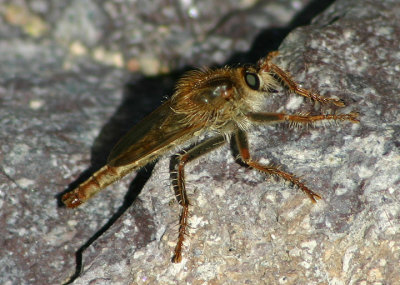 Stenopogon Robber Fly species