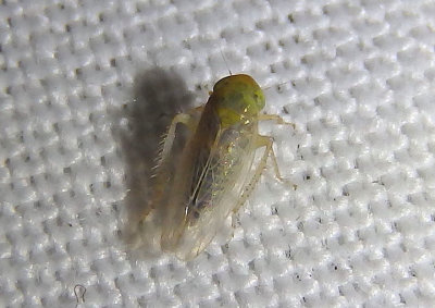 Ballana Leafhopper species