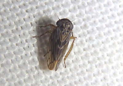 Ceratagallia Leafhopper species