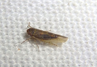 Graminella sonora; Leafhopper species