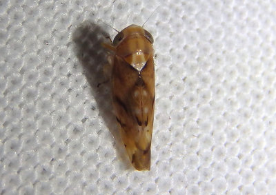 Eusama amanda; Leafhopper species