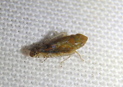 Mesamia diana; Leafhopper species