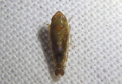 Mesamia diana; Leafhopper species