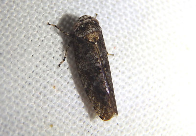 Paraphlepsius micronotatus; Leafhopper species