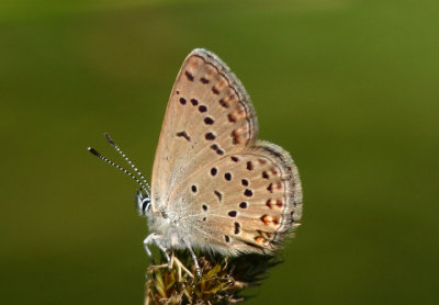 Plebejus saepiolus; Greenish Blue; female
