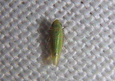 Laevicephalus minimus; Leafhopper species